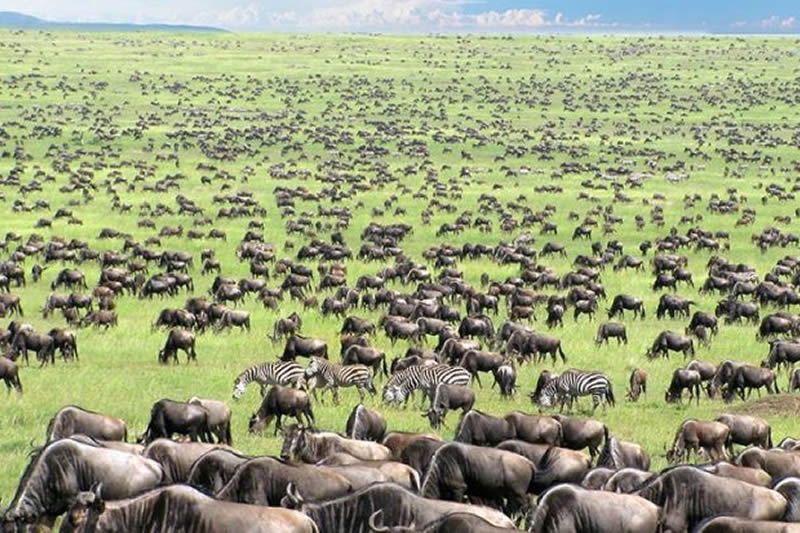 Serengeti National Park's image 1