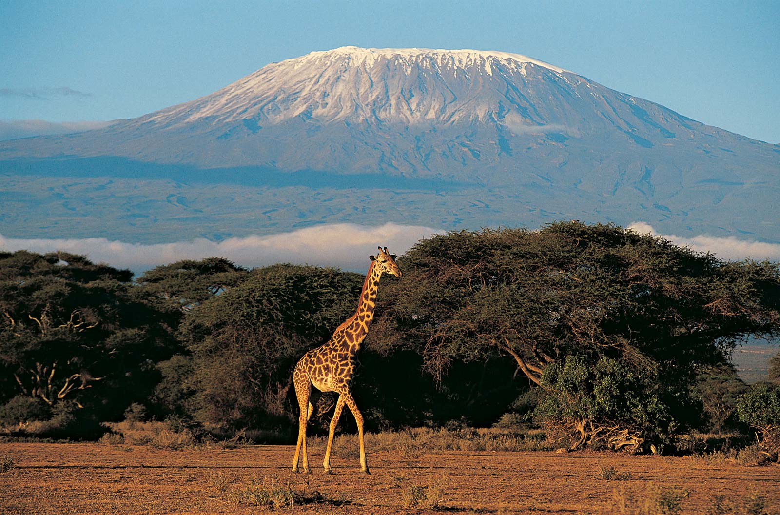 Mt. Kilimanjaro's image 1