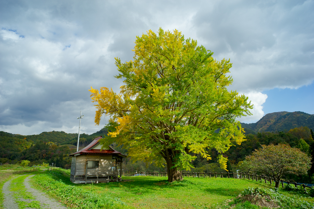 湯口内の大銀杏