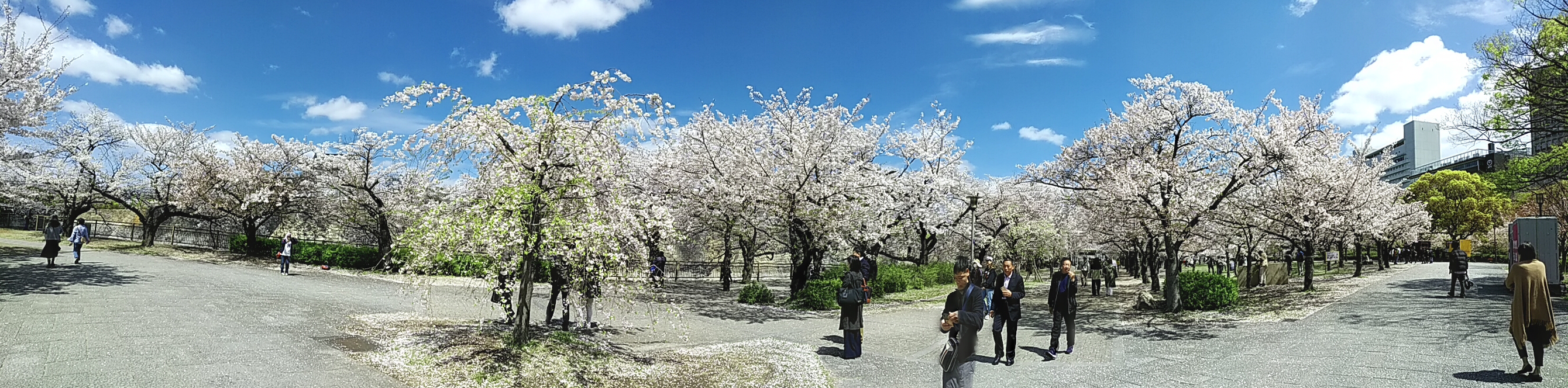 桜's image 1