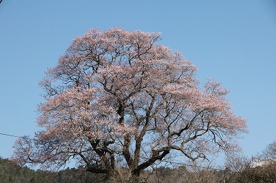 種まき桜（江戸彼岸桜）'s image 1