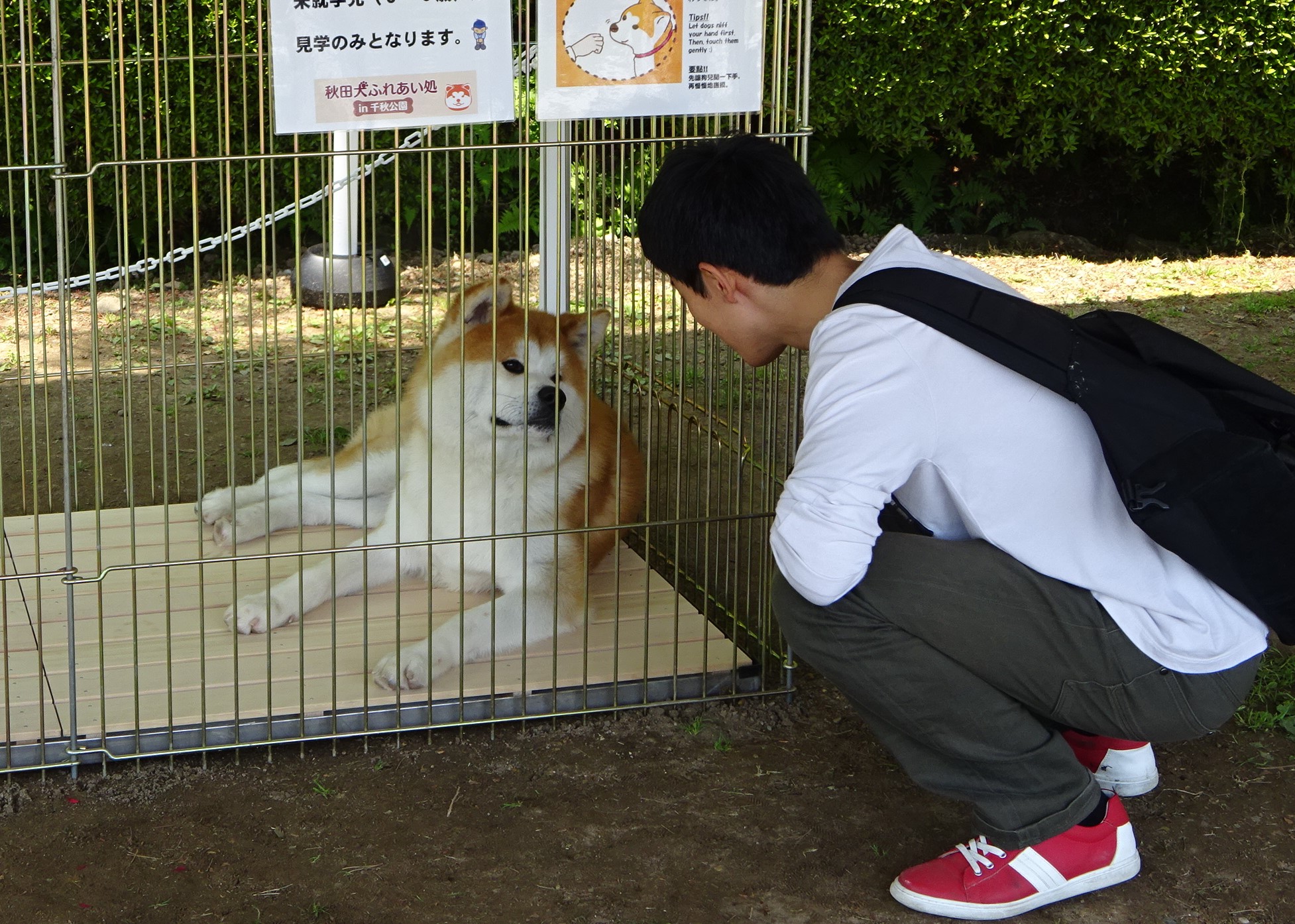 秋田犬ふれあい処in千秋公園