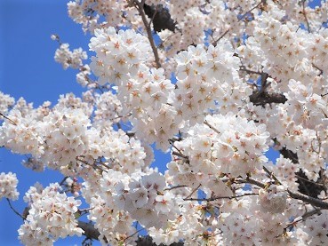 14　南殿の桜（飯綱神社）