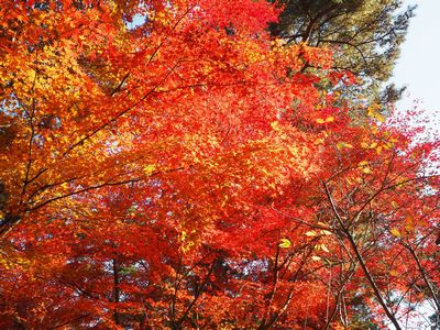 ６  上沼 八幡神社