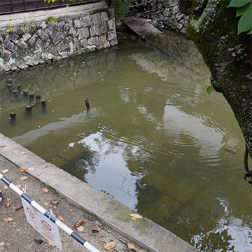 倉敷川サイホン