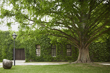 倉敷アイビースクエアのメタセコイア