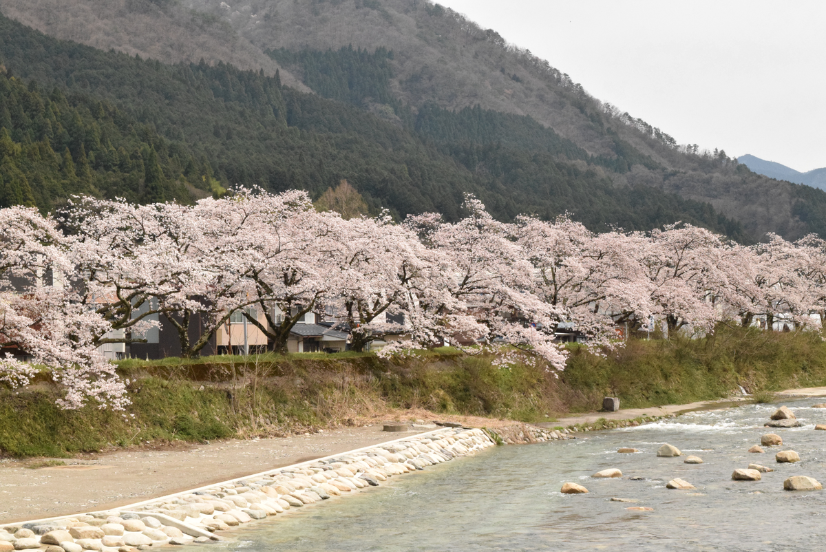 智頭河畔（桜土手）