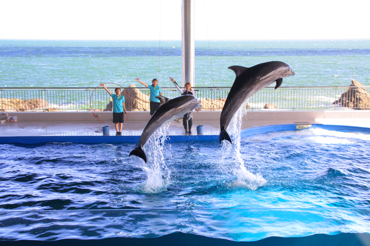 志布志湾大黒イルカランド