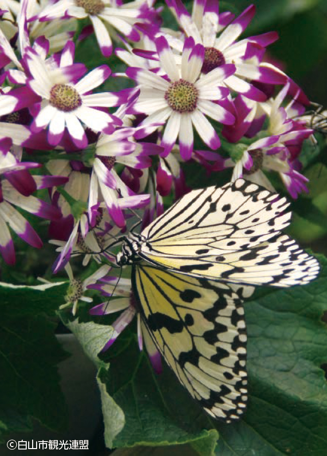石川県ふれあい昆虫館
