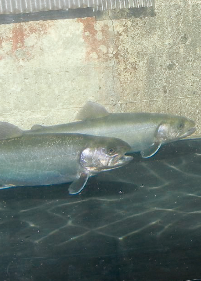 無斑イワナ