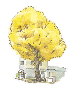 川口のいちょう《市指定天然記念物》