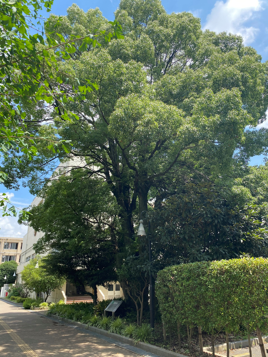 〇クスノキの記念碑