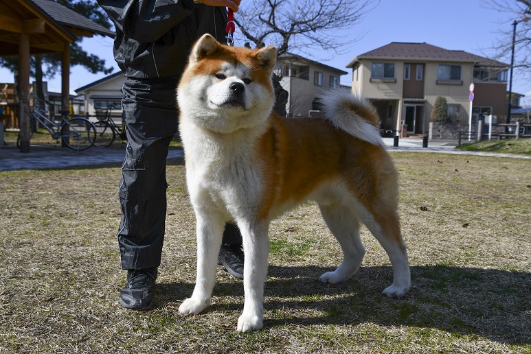 秋田犬ふれあい処in千秋公園 /Akita Inu Fureaidokoro in Senshu Park