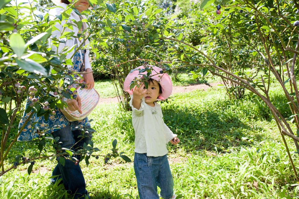ブルーベリー公園