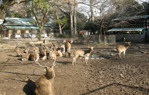 神鹿園(しんろくえん)
