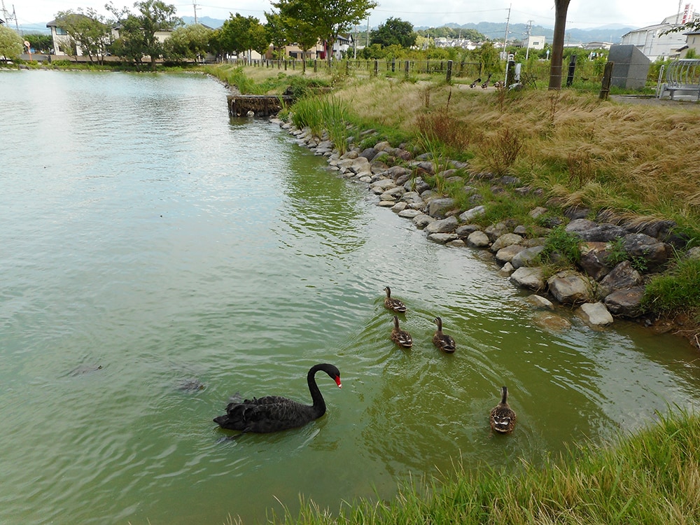 平池緑地公園