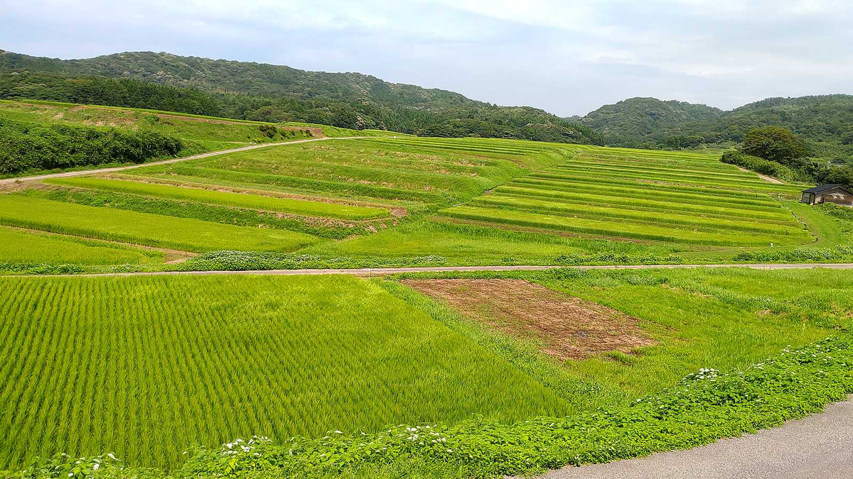 大笹波水田