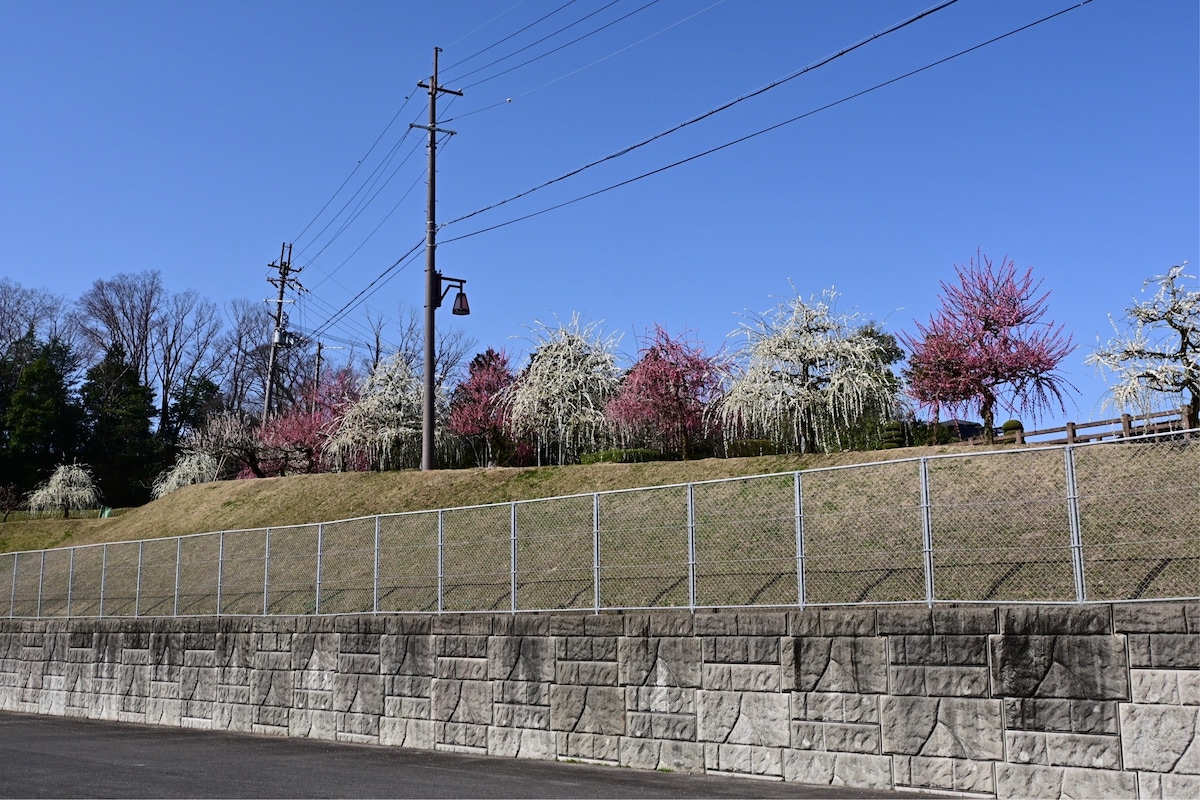 福祉センターの枝垂れ梅