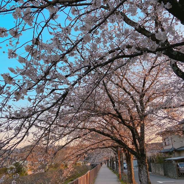 桜のトンネル's image 1