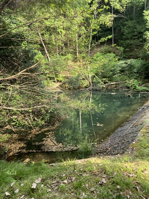 静かな池's image 1