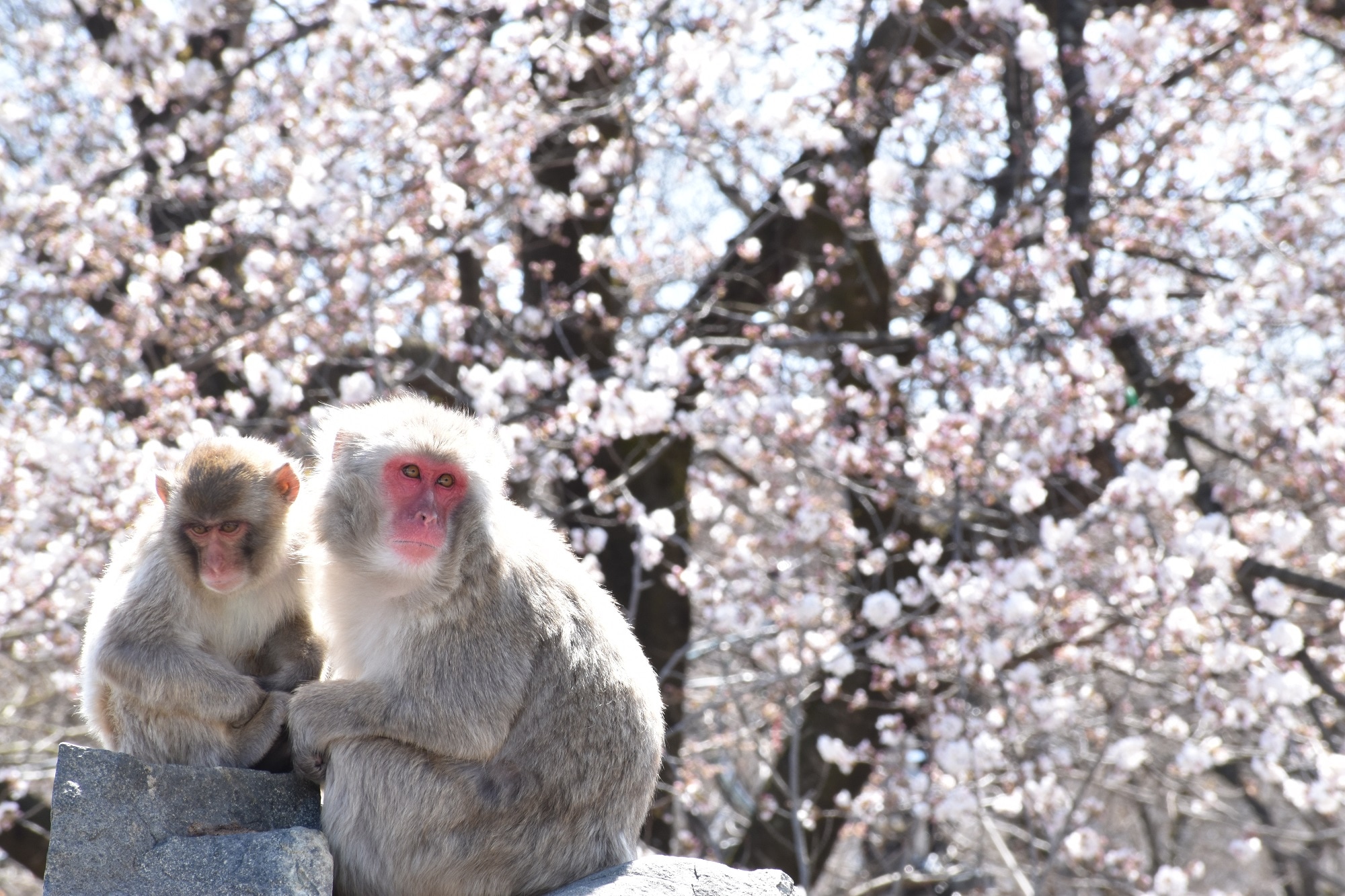 城山動物園