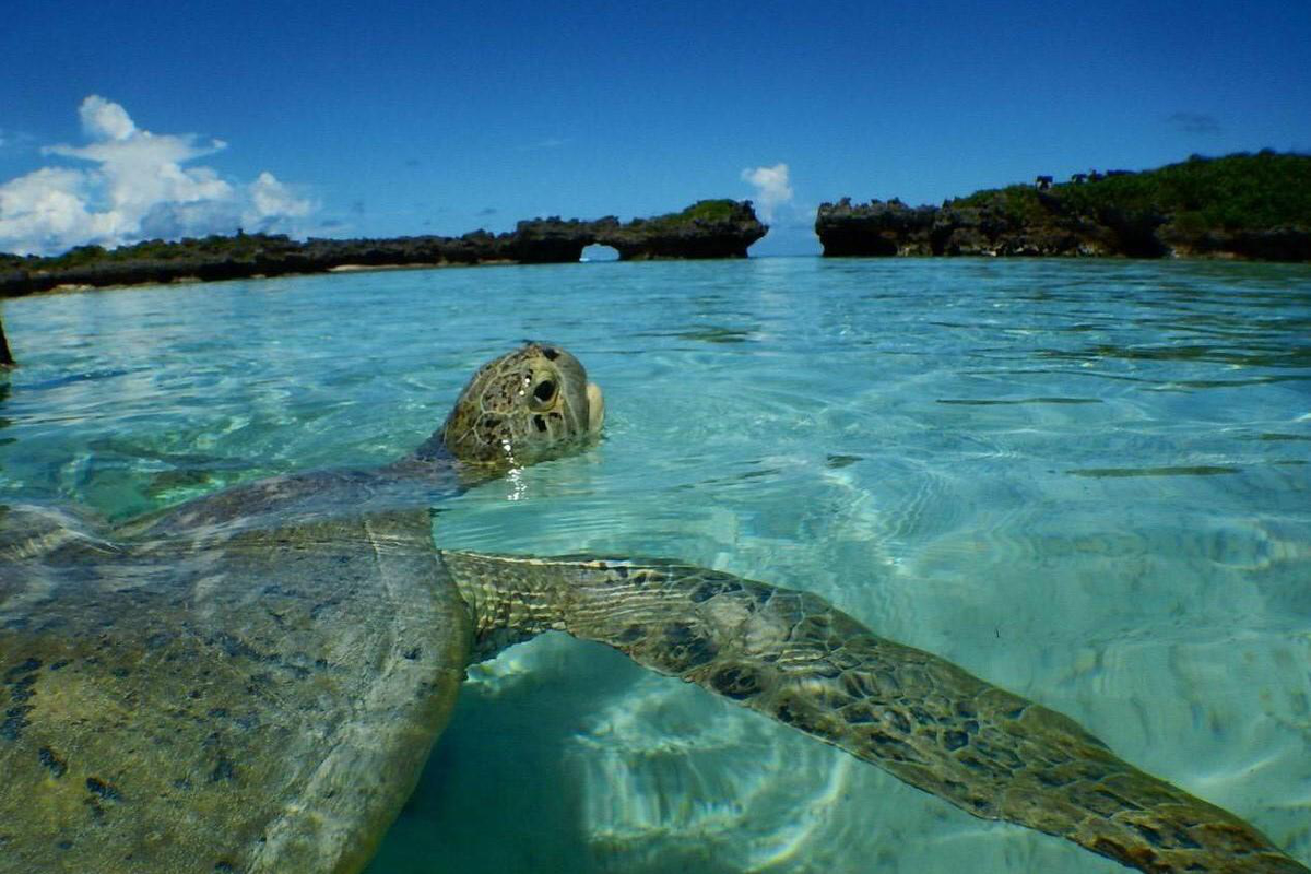 기무키무의 마린 숍 시나리