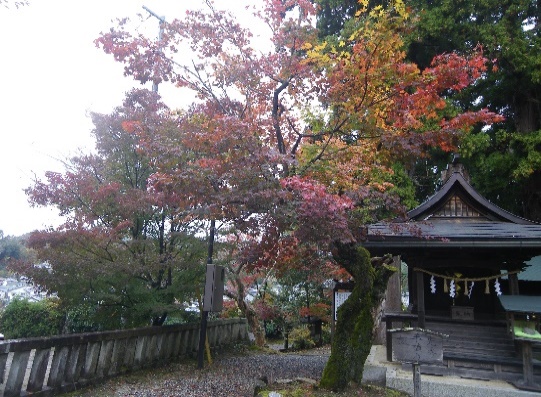 光秀公手植えの楓