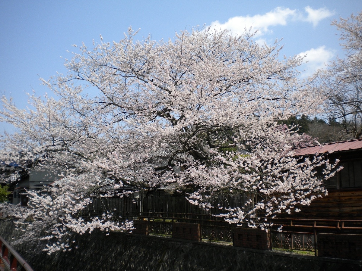 遠山桜