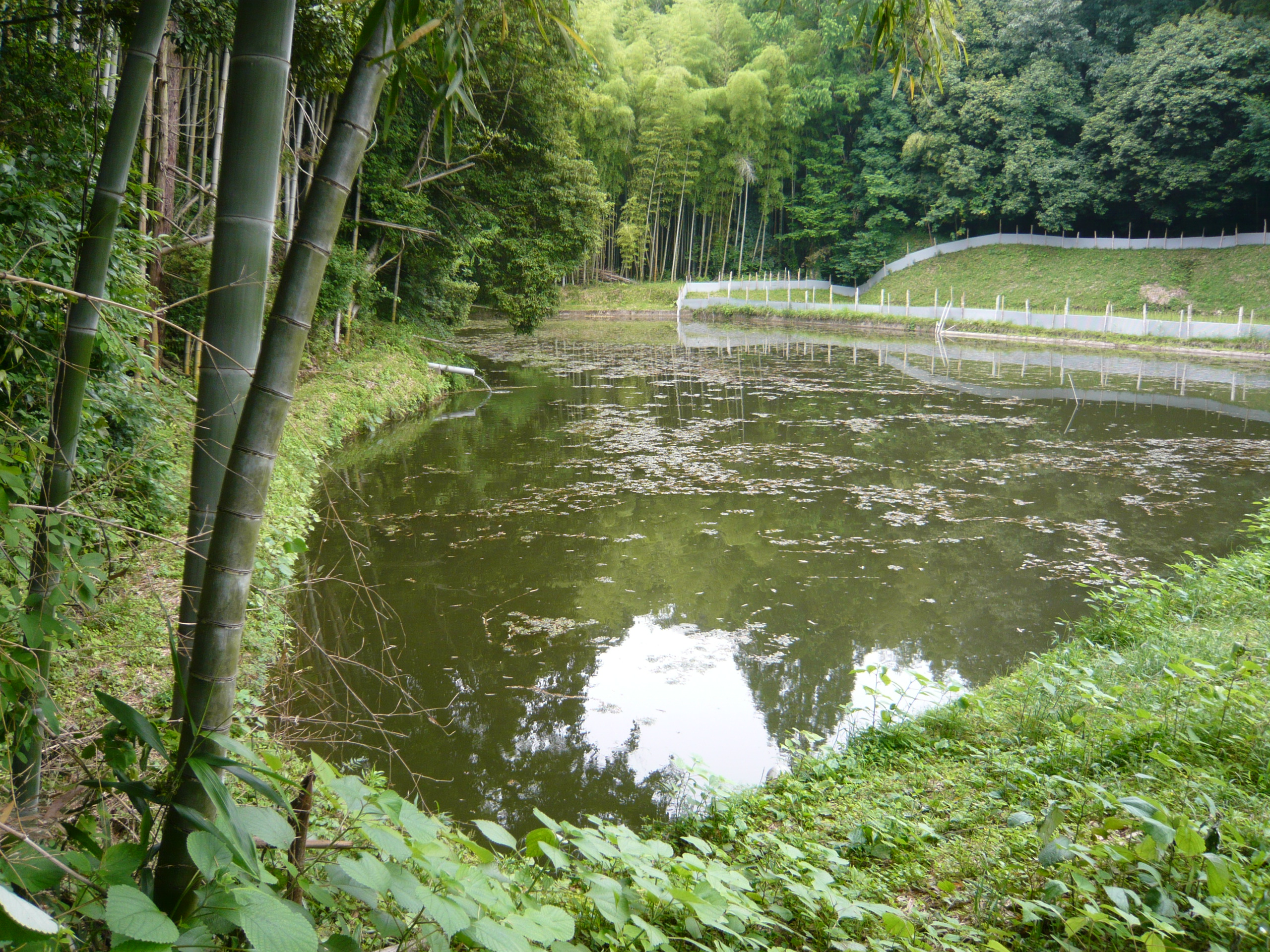 カニマ池's image 1