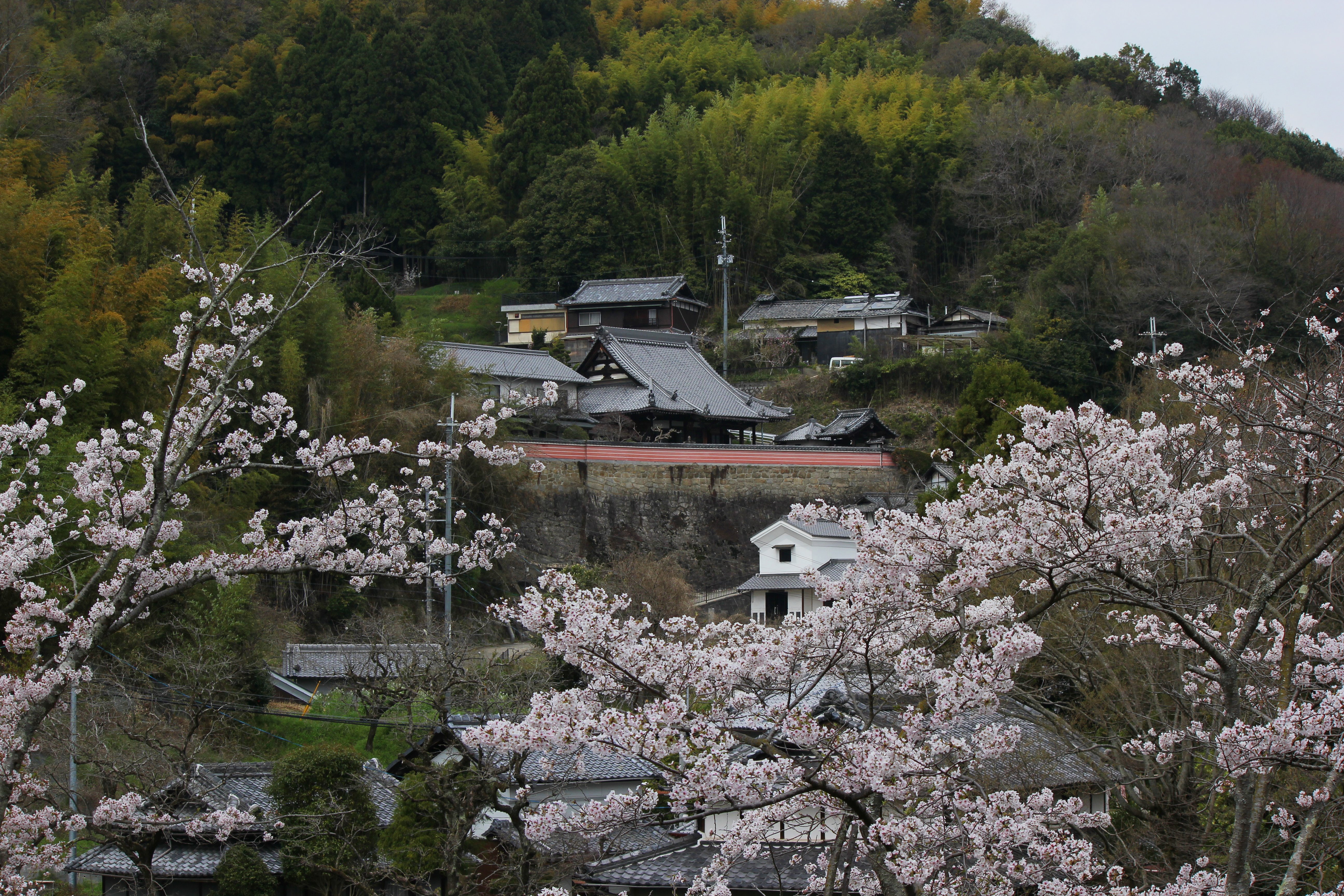 桜と専光寺's image 1