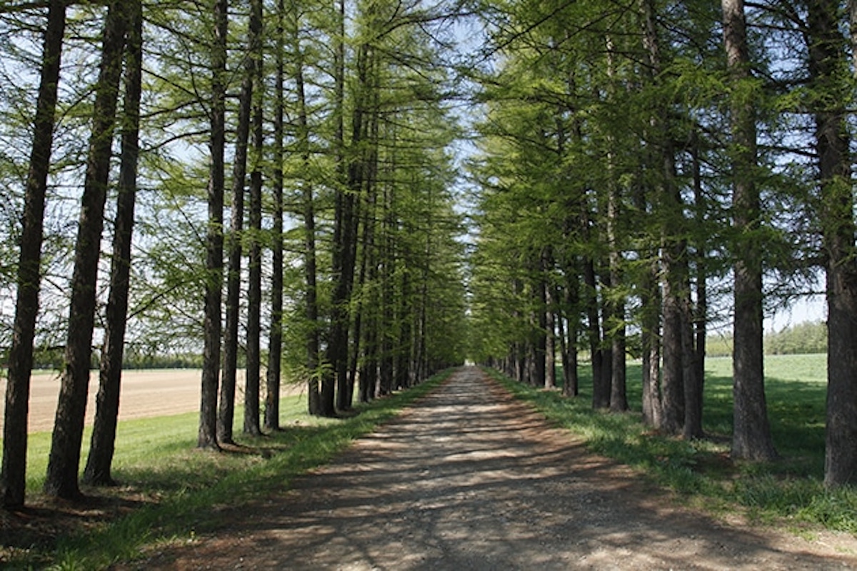 からまつ防風林