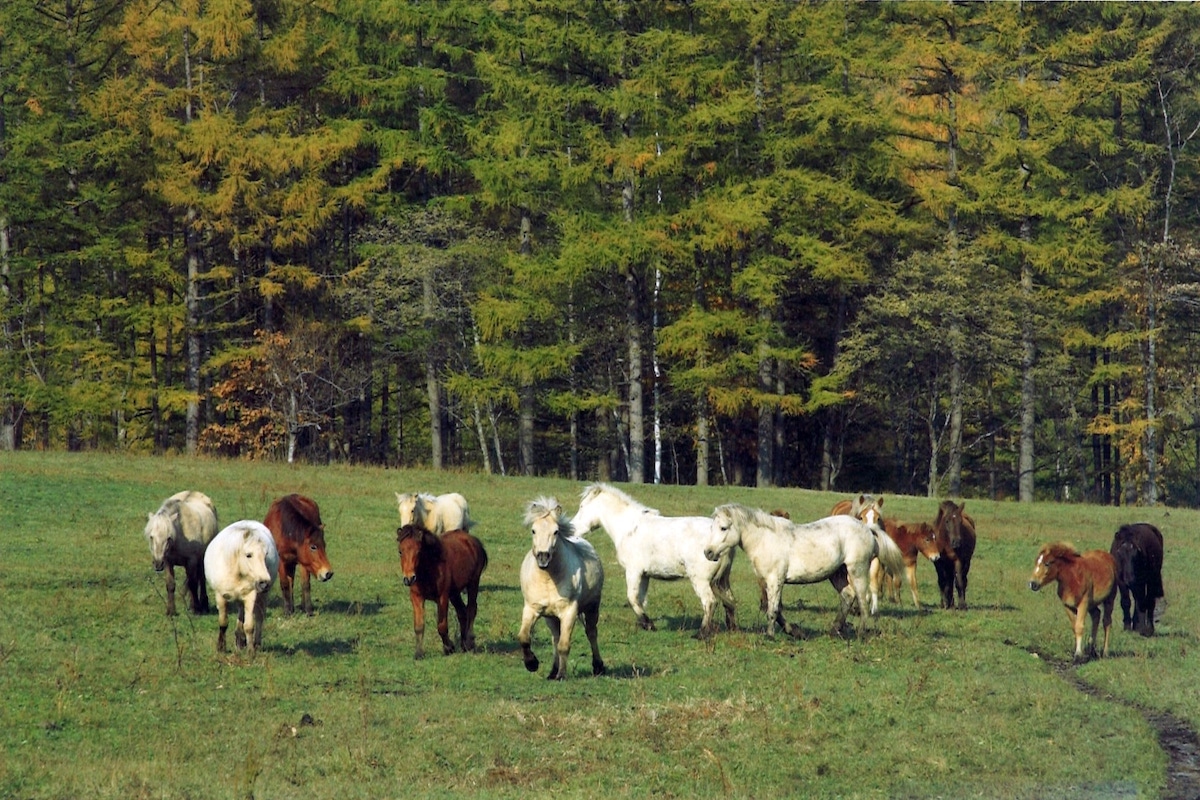 剣山どさんこ牧
