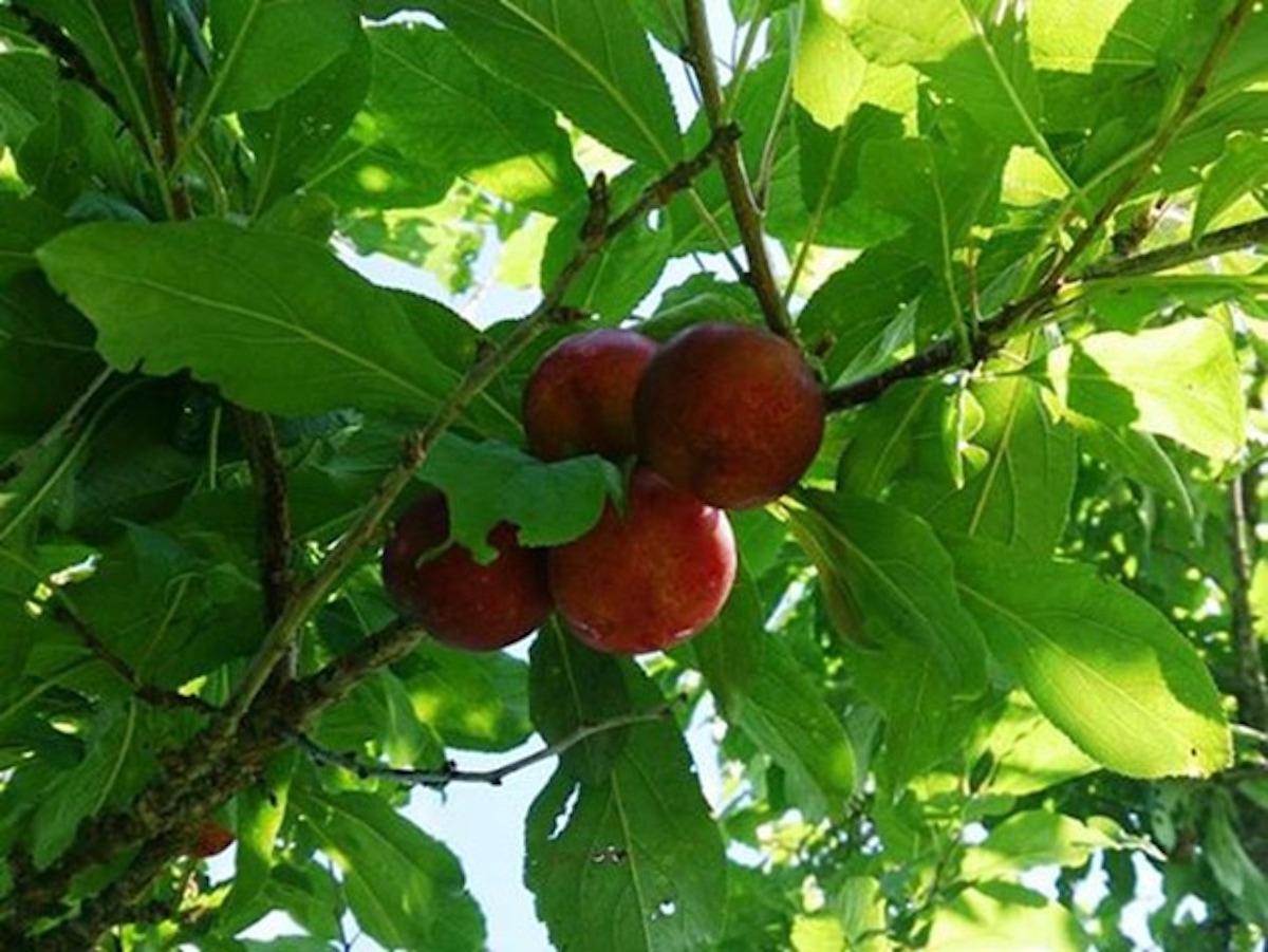 さらべつすももの里