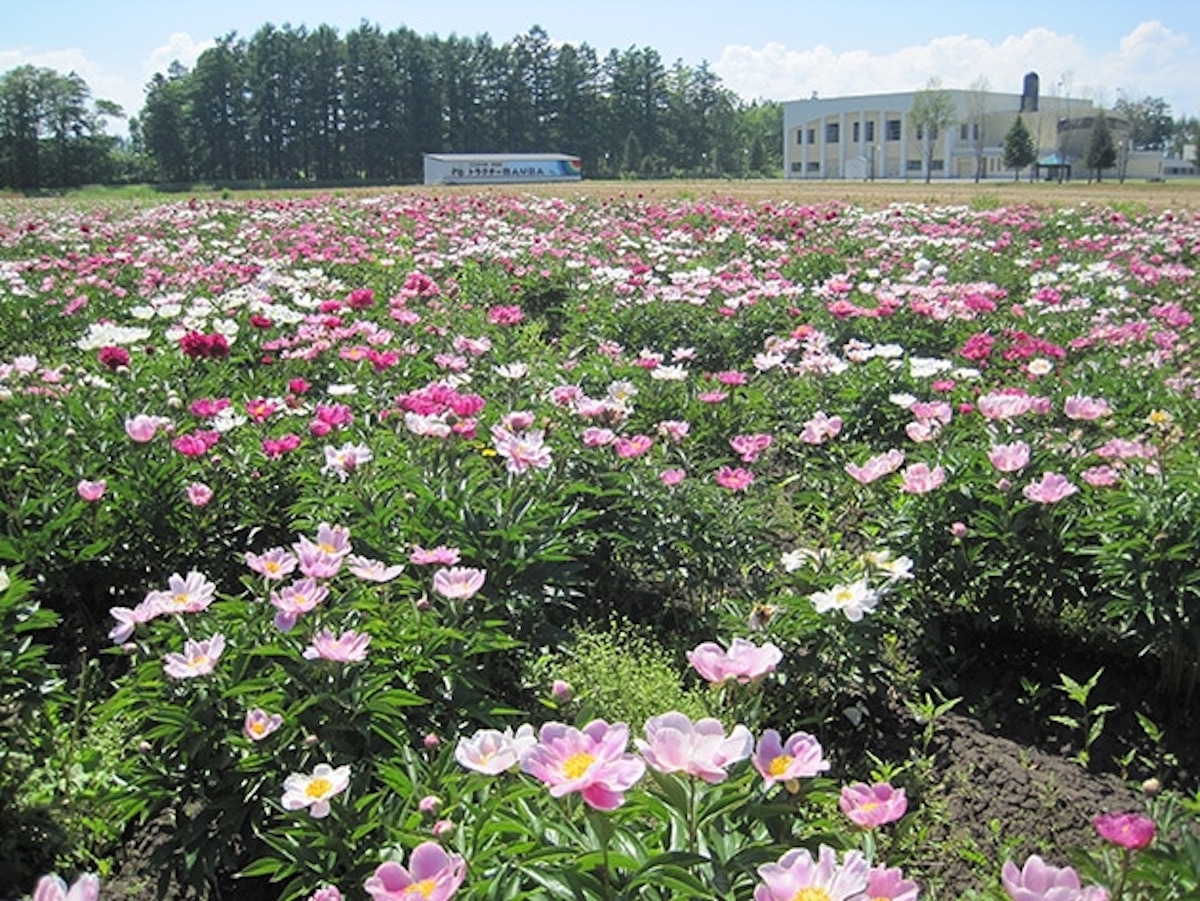 シャクヤクの花畑