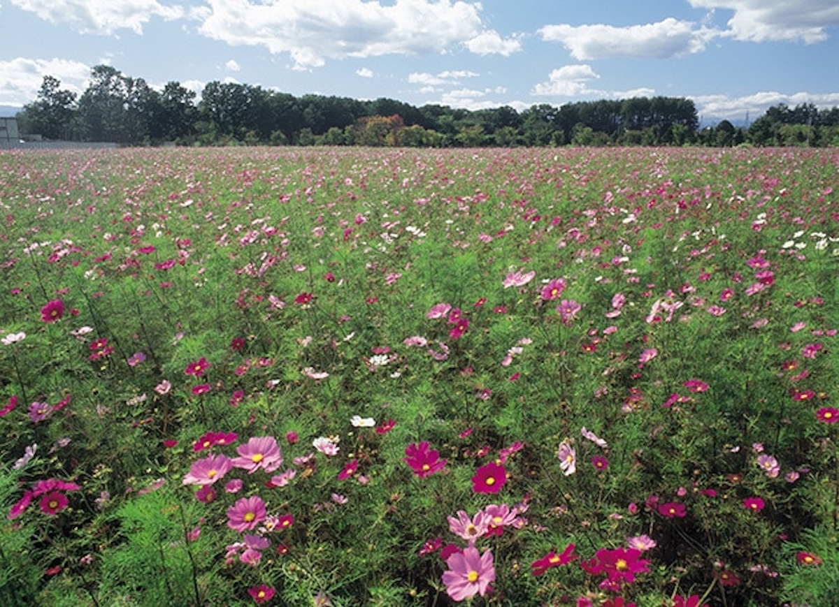 コスモスガーデン
