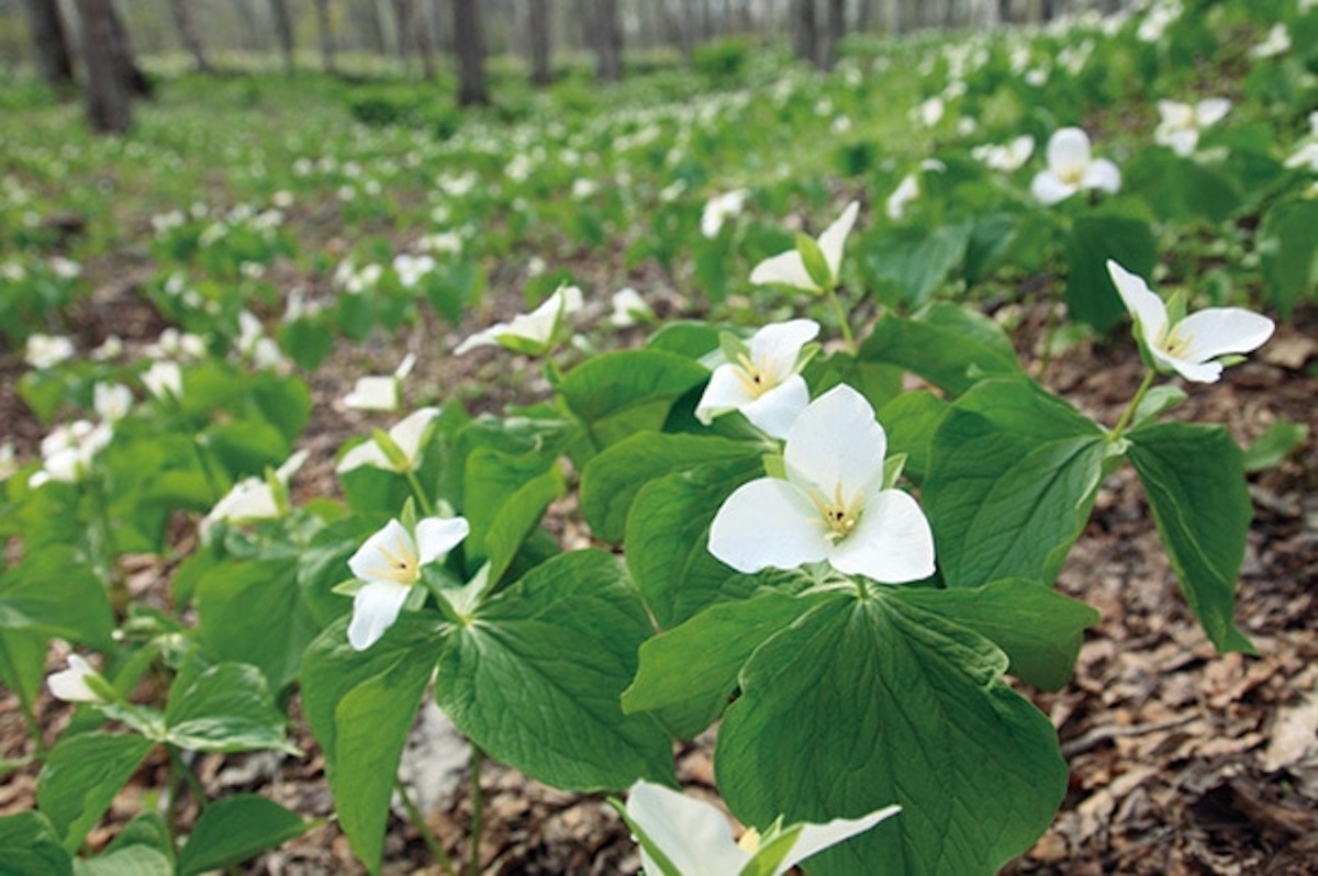 オオバナノエンレイソウ群生地