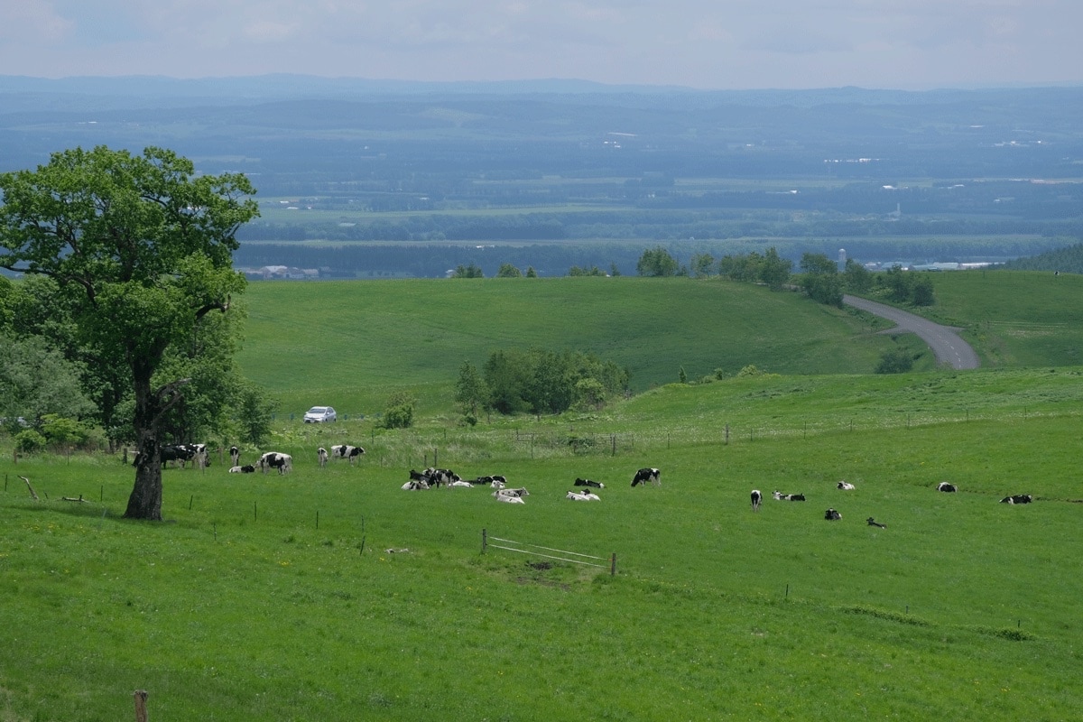 ダウンヒルサイクリング