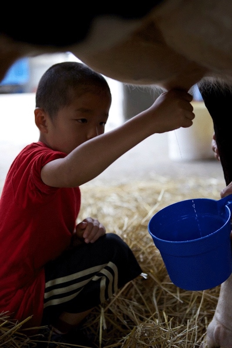 牧場見学+乳しぼり