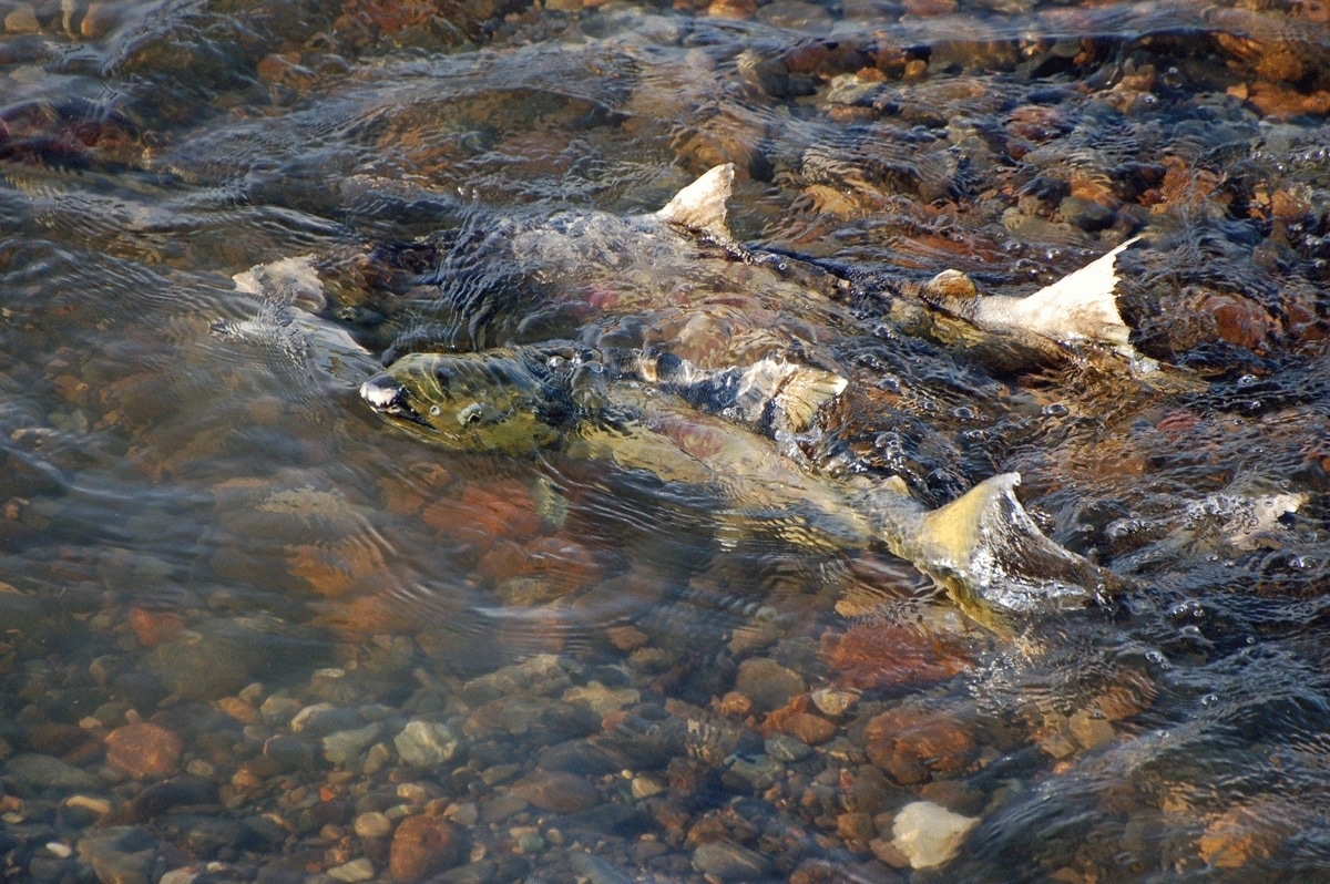 北海道大河サーモンウォッチツアー
