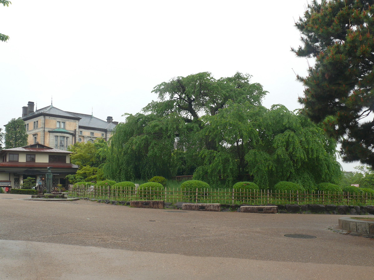 円山枝垂桜（まるやましだれざくら）