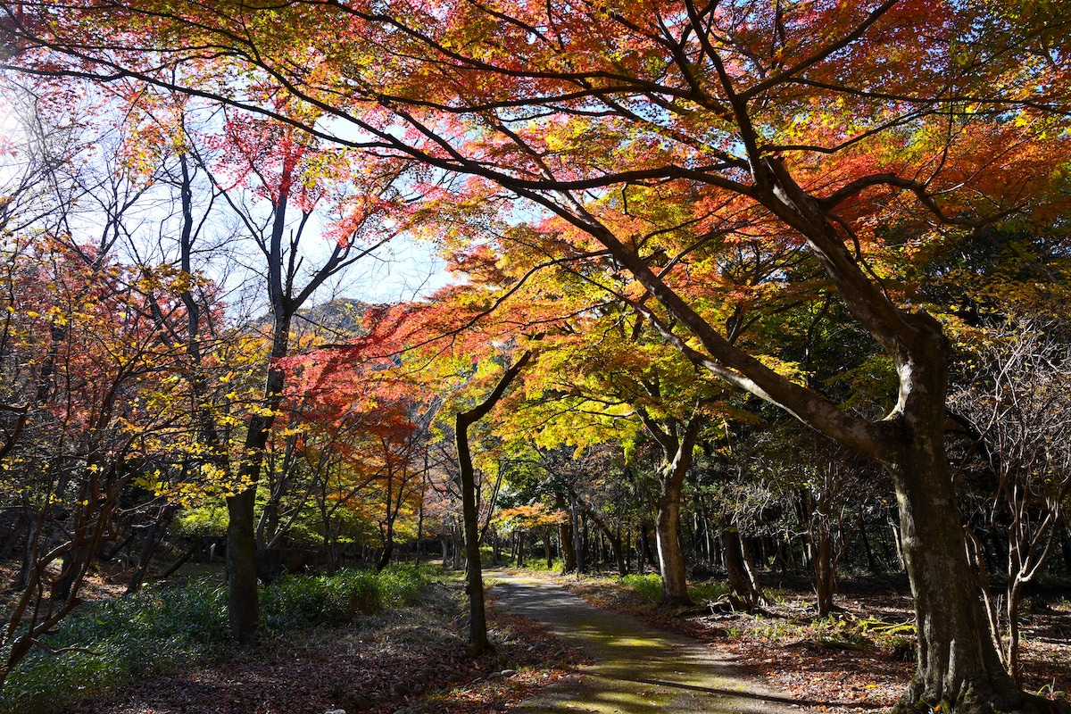 養老せせらぎ街道