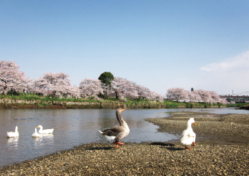 いろは親水公園