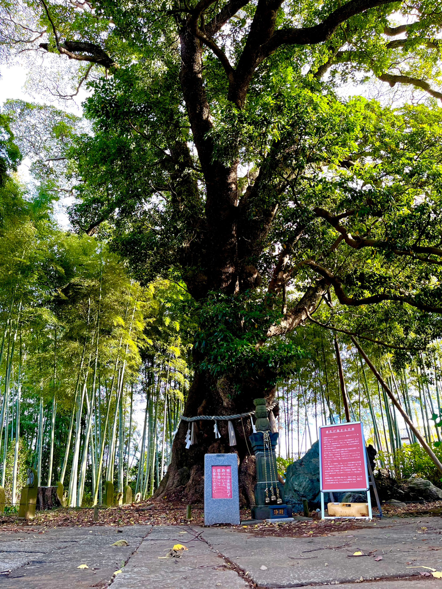 地蔵院​   "巨大なタブノキが鎮座する寺院"'s image 1