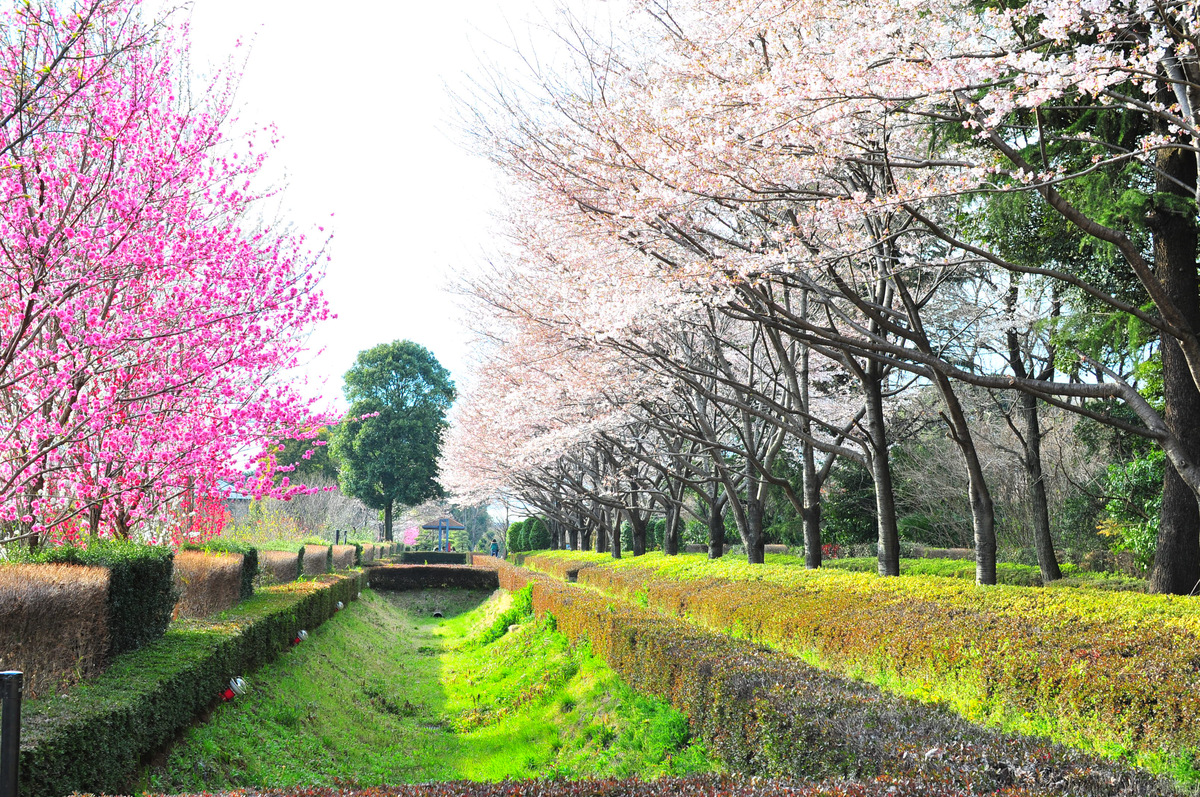 陣屋内の桜並木  "​心安らぐ桜並木"​'s image 1