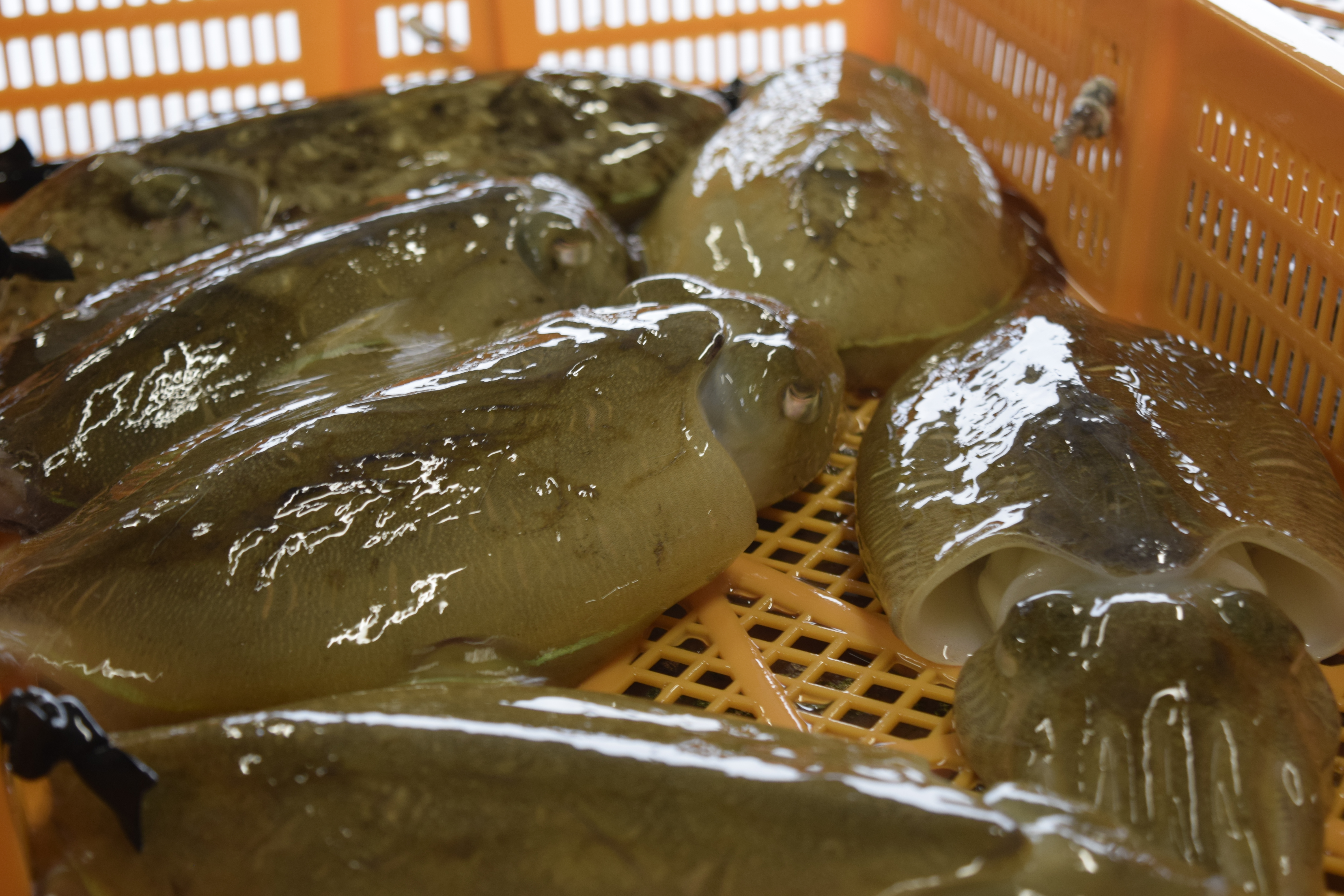 Fuke Port Fish Market