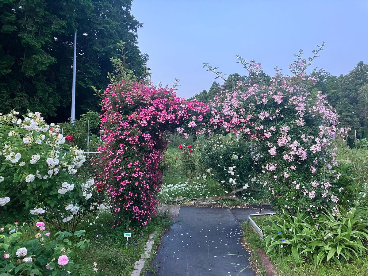 Rose Garden Toro Farm