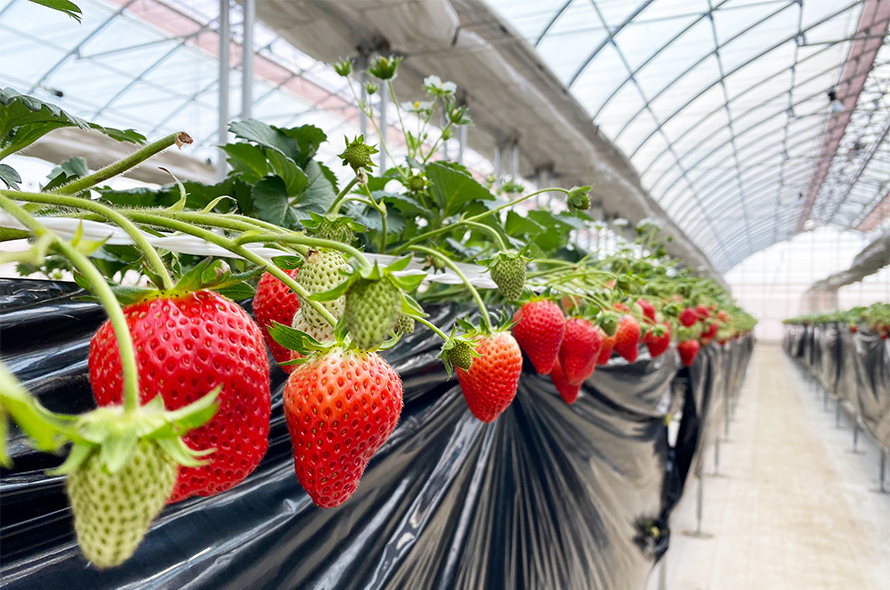 Strawberry Port Ichigonomi