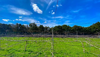 Fruits Garden Sekimoto