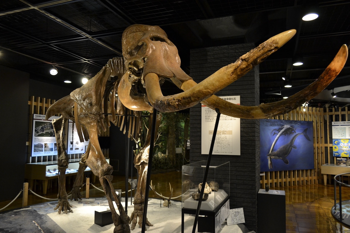 Natural History Museum, Kishiwada City