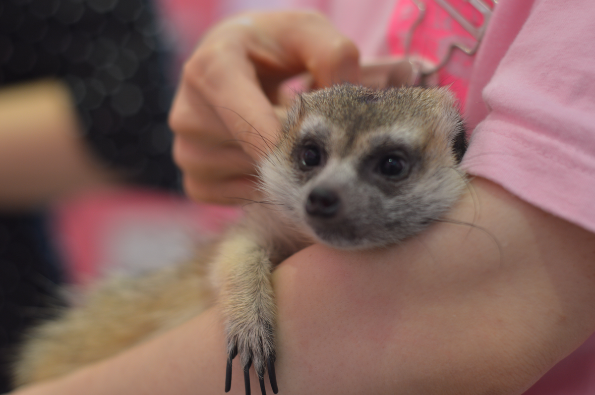 原宿かわいい動物園  HARAJUKU KAWAII ZOO's image 1